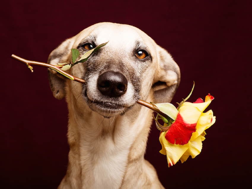 Pet Portraits Rose