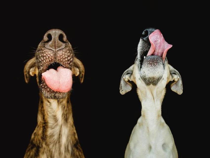 Pet Portraits Tongues