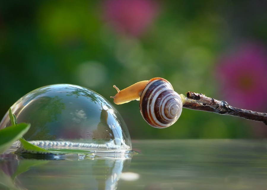 Snails Bubble