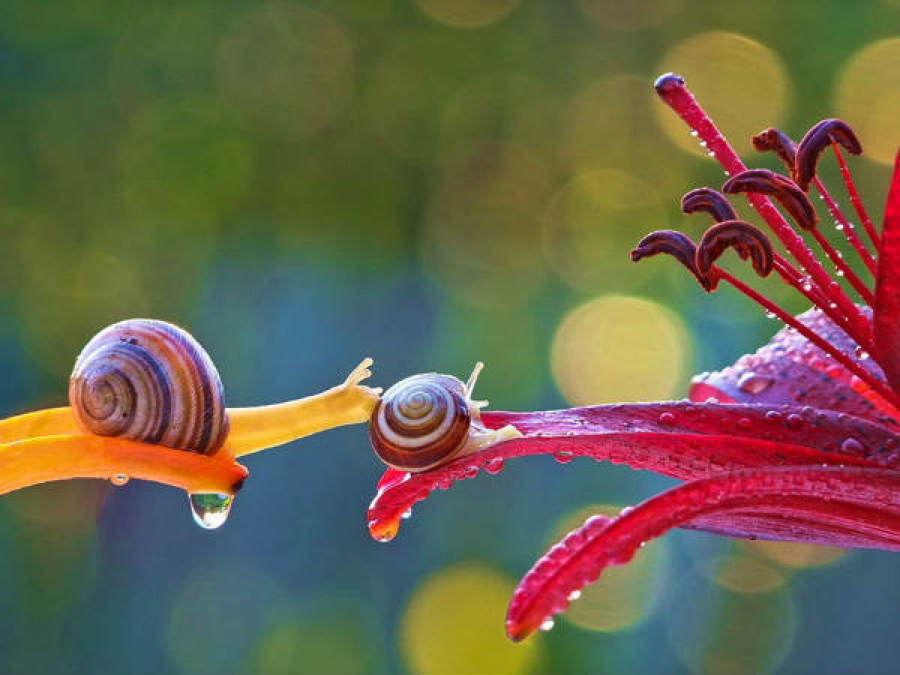 Snails Reaching