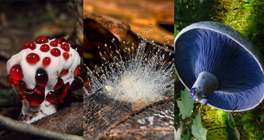 The 9 Weirdest Mushroom And Fungi Species In The World