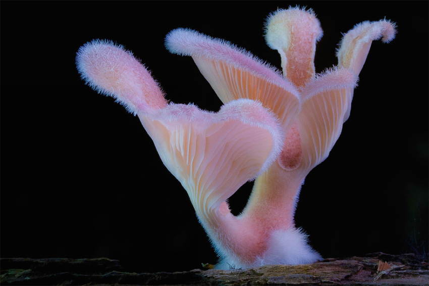 Fungi Glow