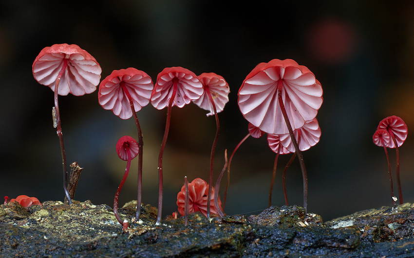 Fungi Red Mushrooms