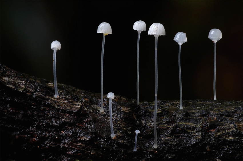 Fungi Skinny Mushrooms
