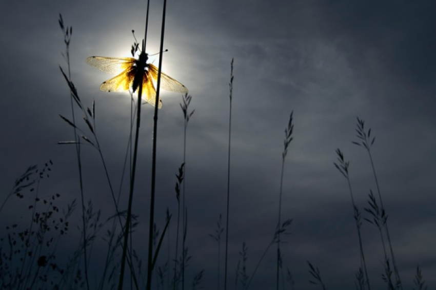GDT Nature Photographers Illuminated Bug