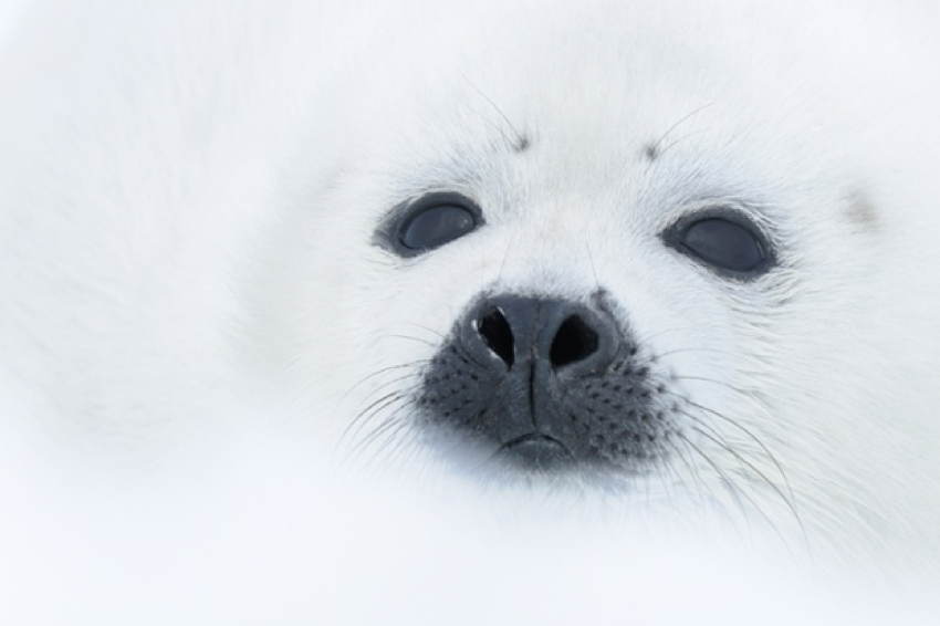 GDT Nature Photographers Seal
