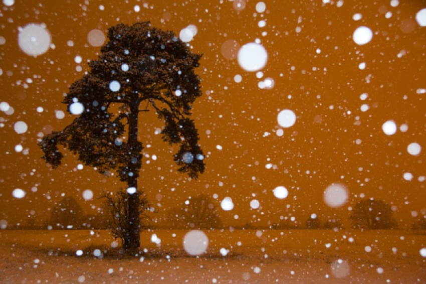 GDT Nature Photographers Snow Pine