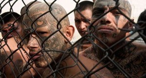 Ms13 Gangsters Tattoos Fence Og