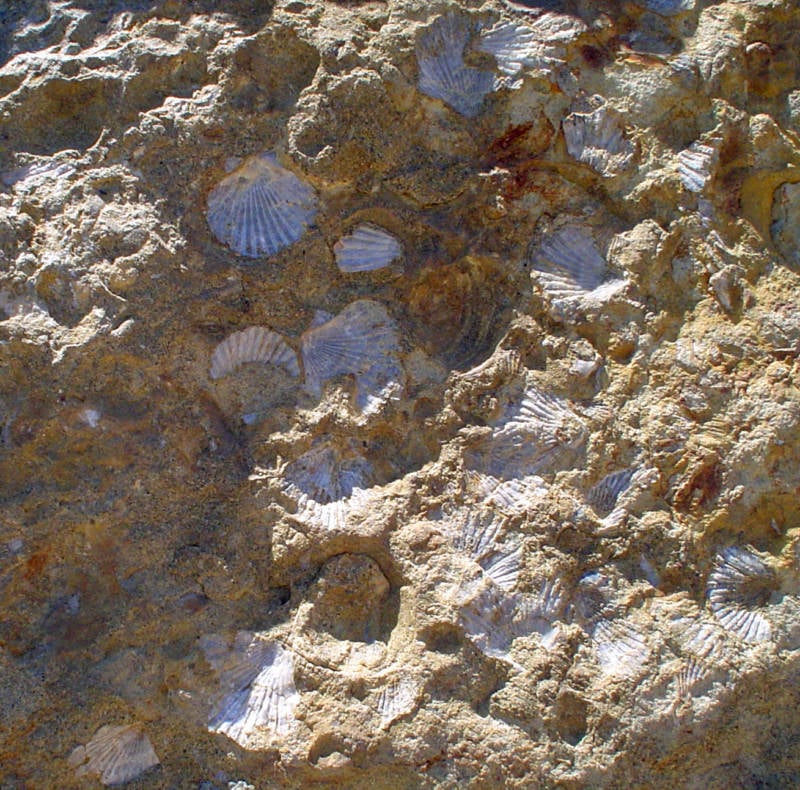 Seashells Limestone