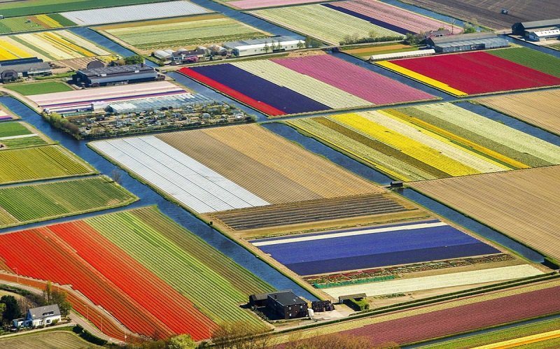 Aerial Photo of Tulip Fields from TIME