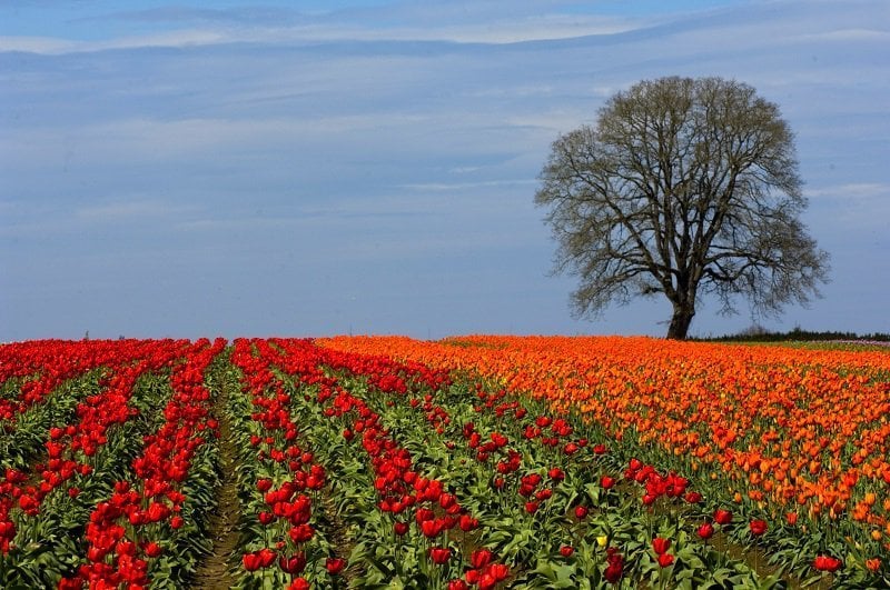 The World's Most Beautiful Spring Blooms