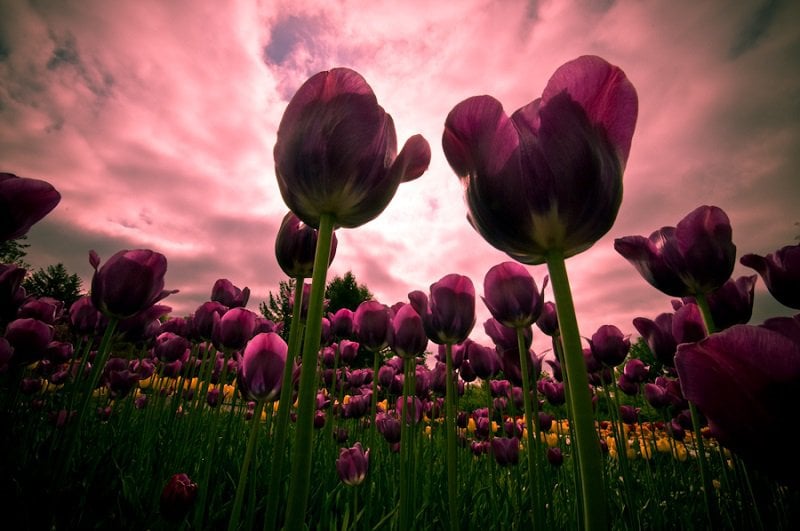 Beautiful Purple Tulips