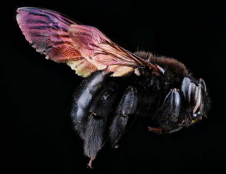 Macro Bee Photography Pink Wing