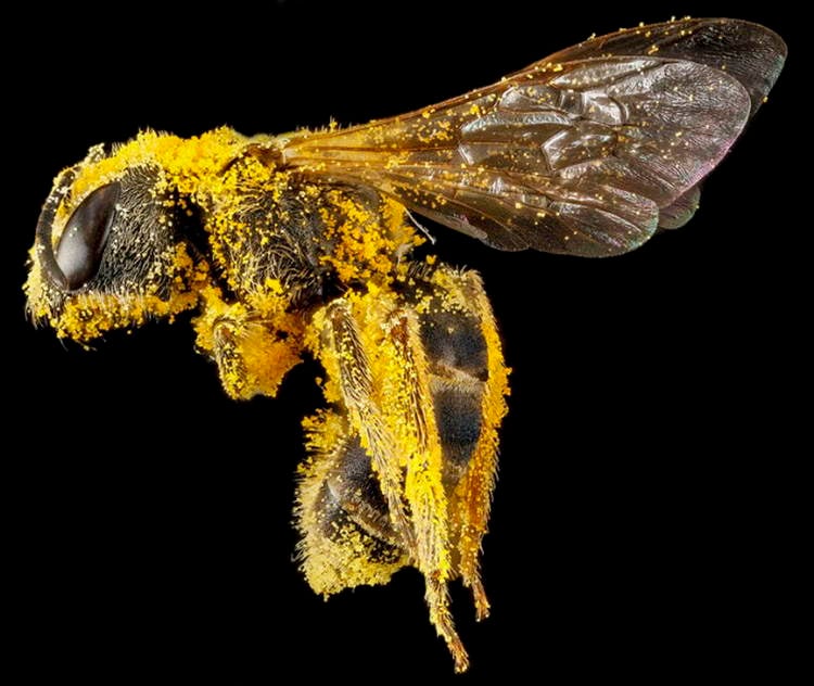 Macro Bee Photography Pollen