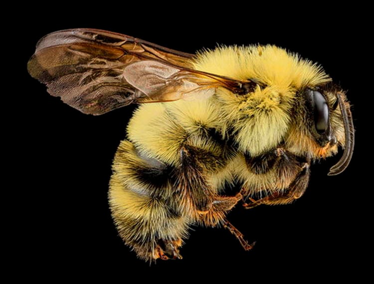 Macro Bee Photography Yellow Fuzz