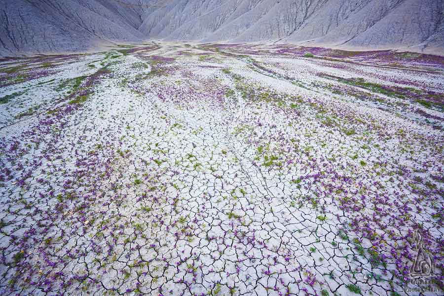 Early Purples