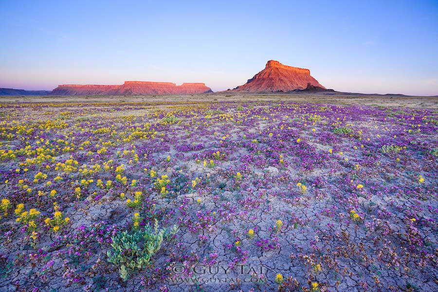 Desert Wildflowers Morning