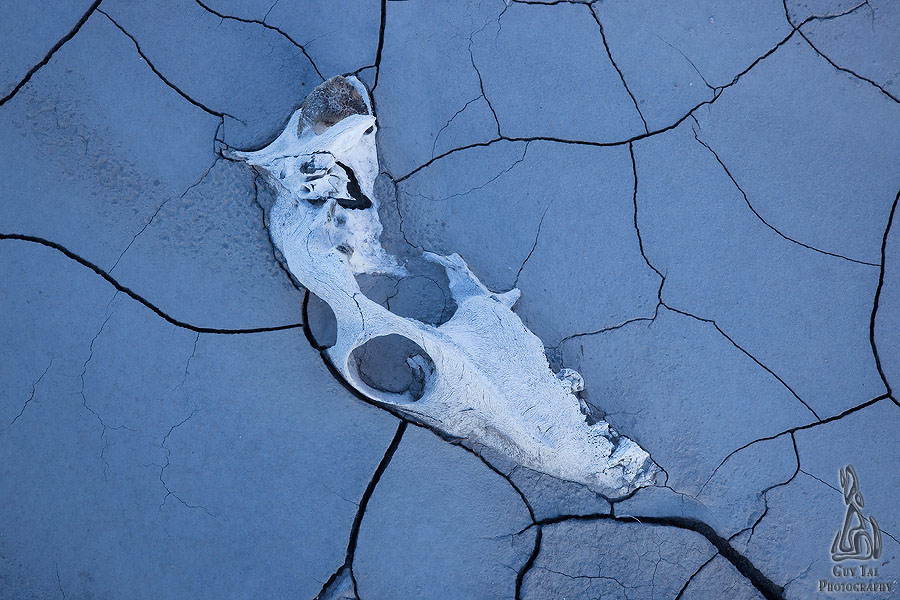 Desert Wildflowers Skull