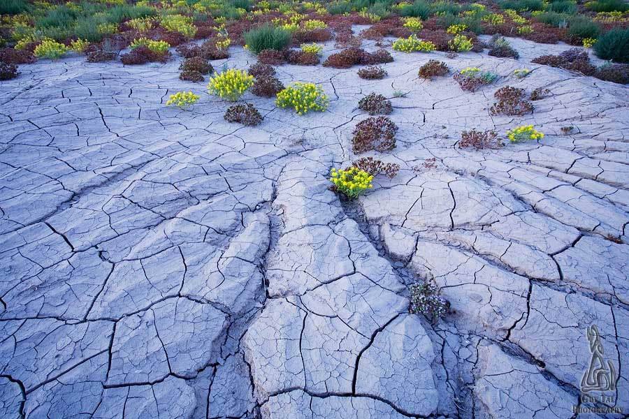 Desert Wildflowers Vortex