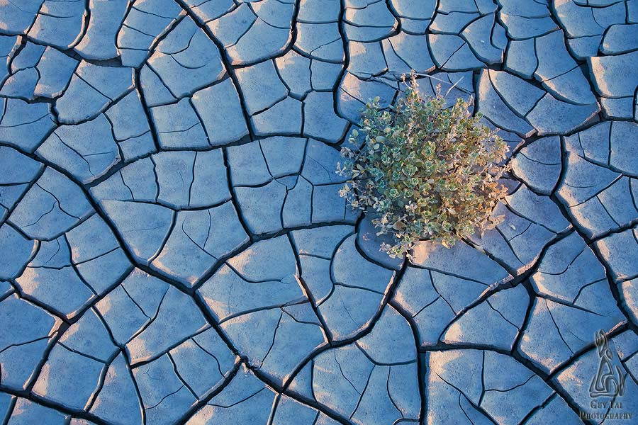 Desert Wildflowers Survivor