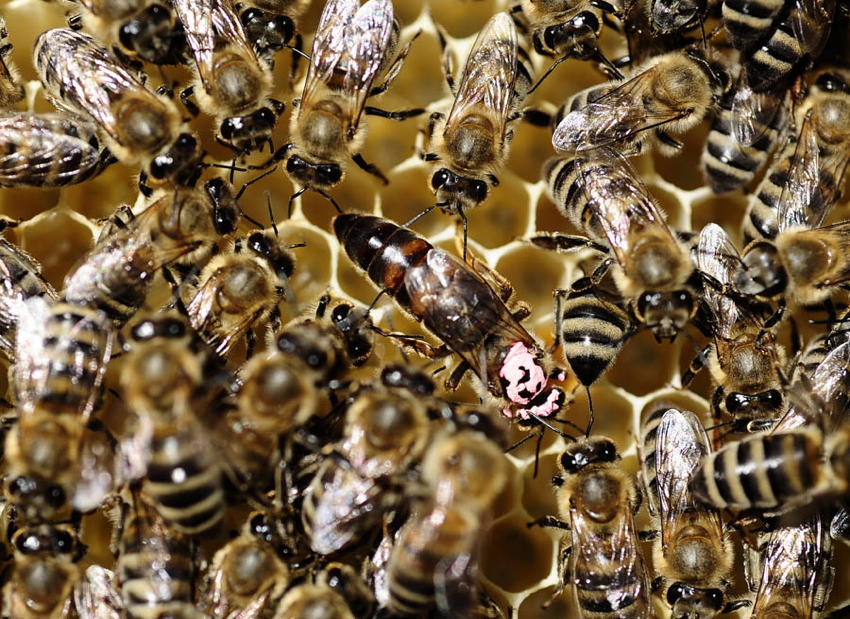 Natural Phenomena Colony Collapse Bees