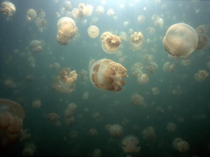 Natural Phenomena Jellyfish Group