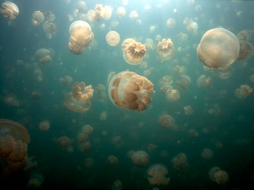 Natural Phenomena Jellyfish Group