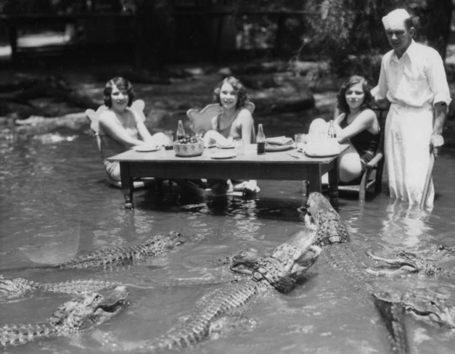 Alligator Table