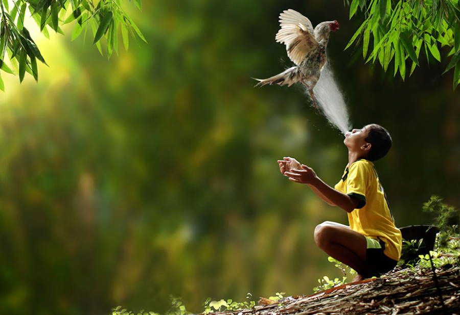 Indonesia Village Boy Bird