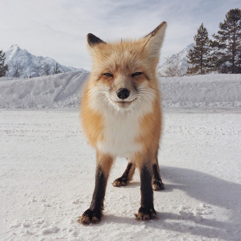 Fox Photo Award