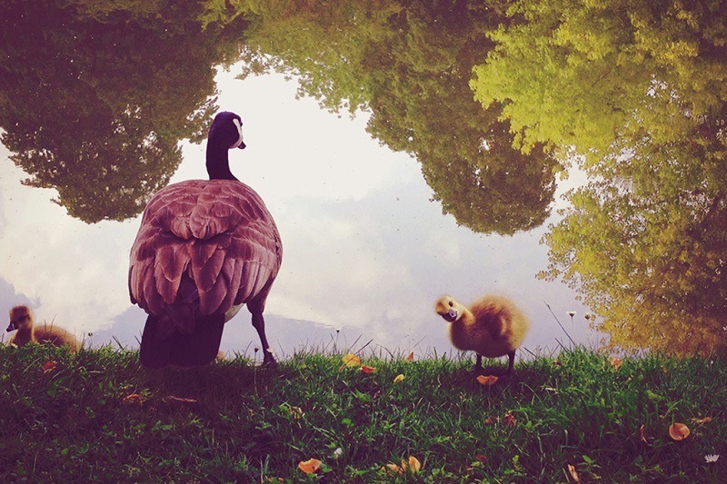iPhone Photography Awards Ducks