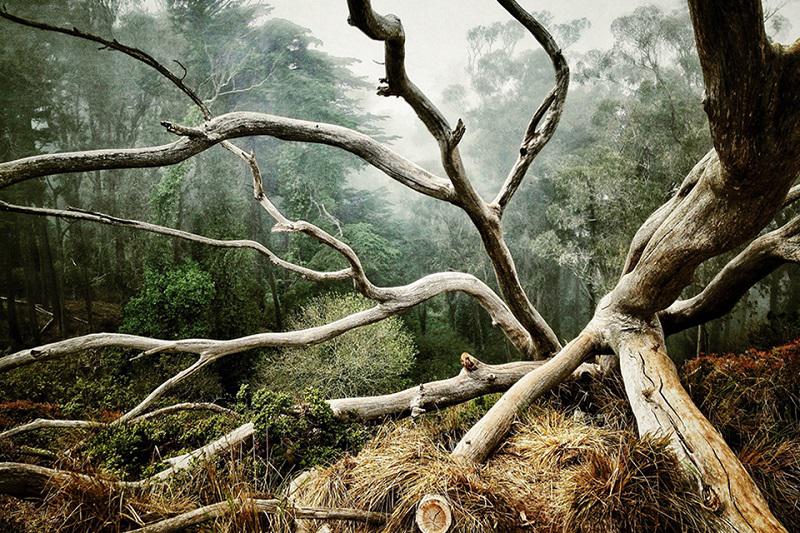iPhone Photography Awards Nature