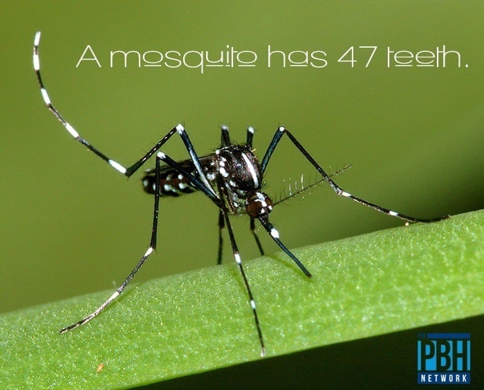 Mosquito Teeth