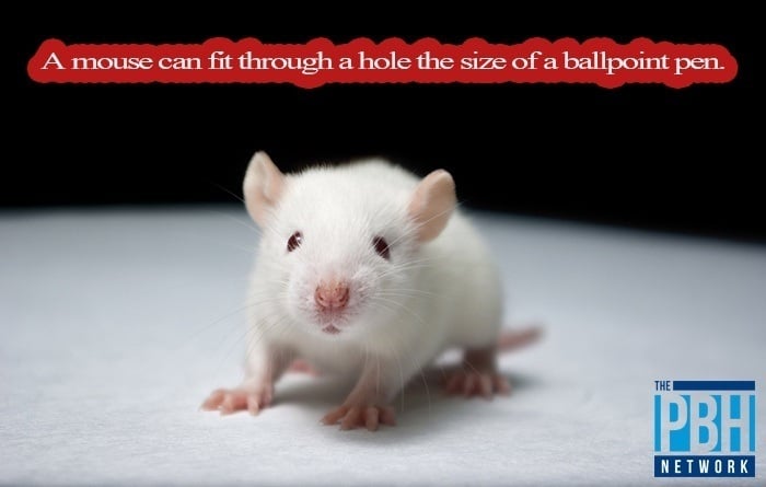 Mouse Size Amazing Facts