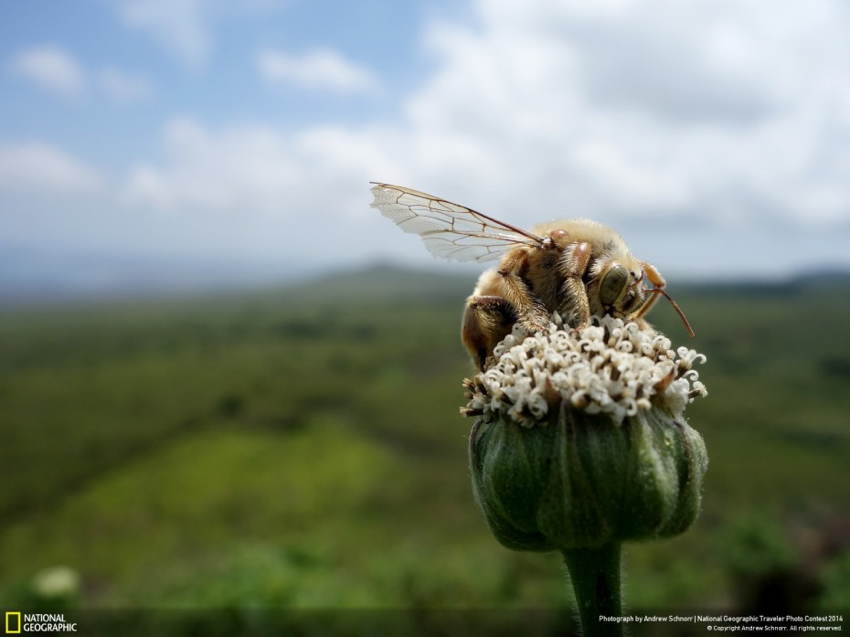 National Geographic Travel Bee