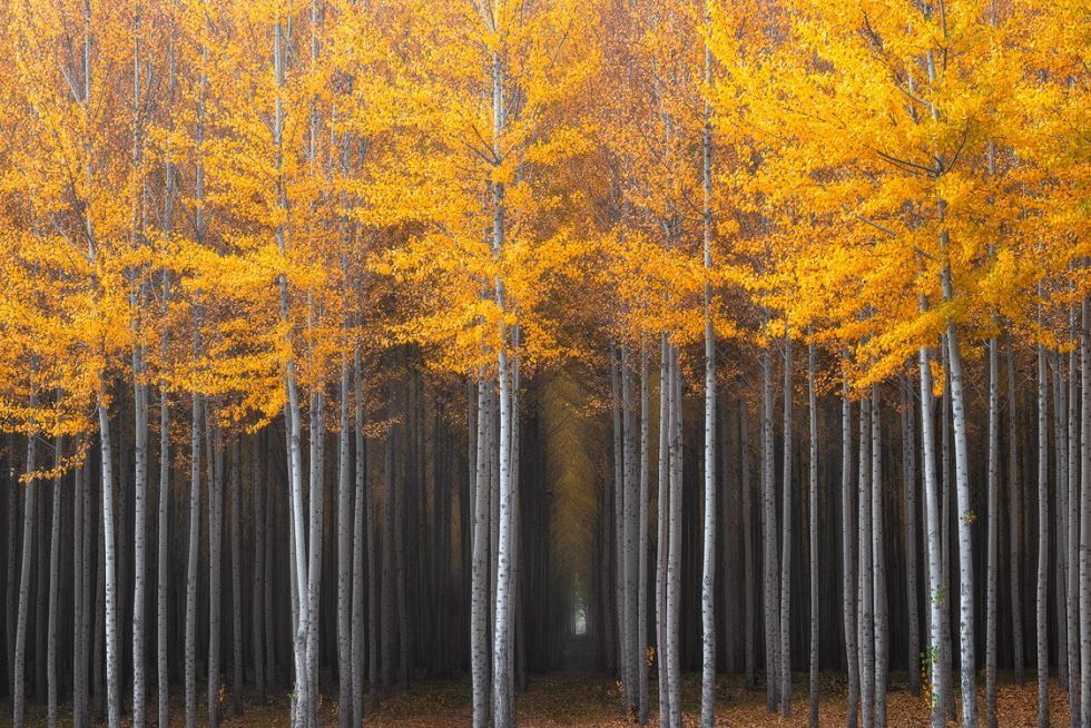 Poplar Trees Northern Oregon