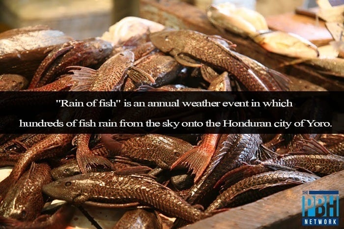 Rain Of Fish