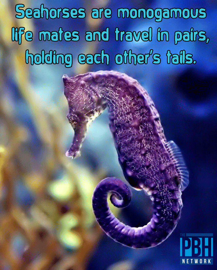 Sea Horse's Life Partners
