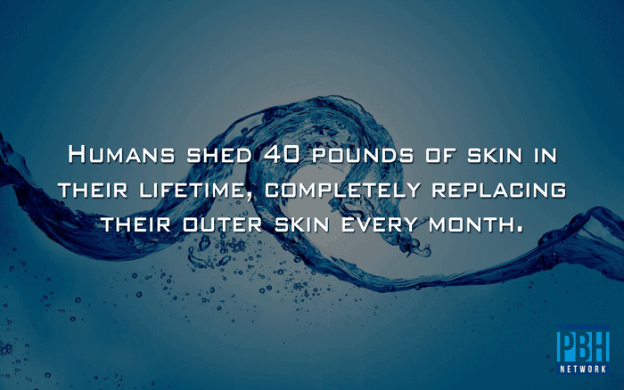 Skin Shed By Humans