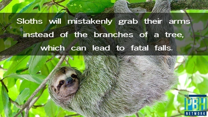 Sloth Fails