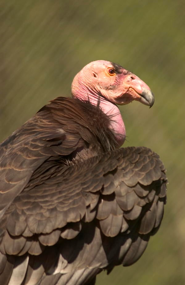 Ugliest Animals Condor Profile