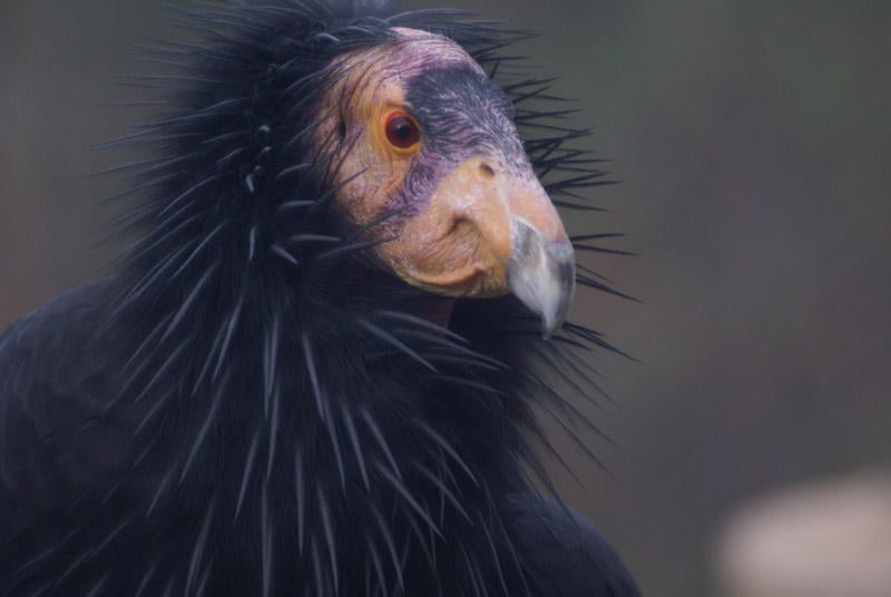 Ugliest Animals Condor