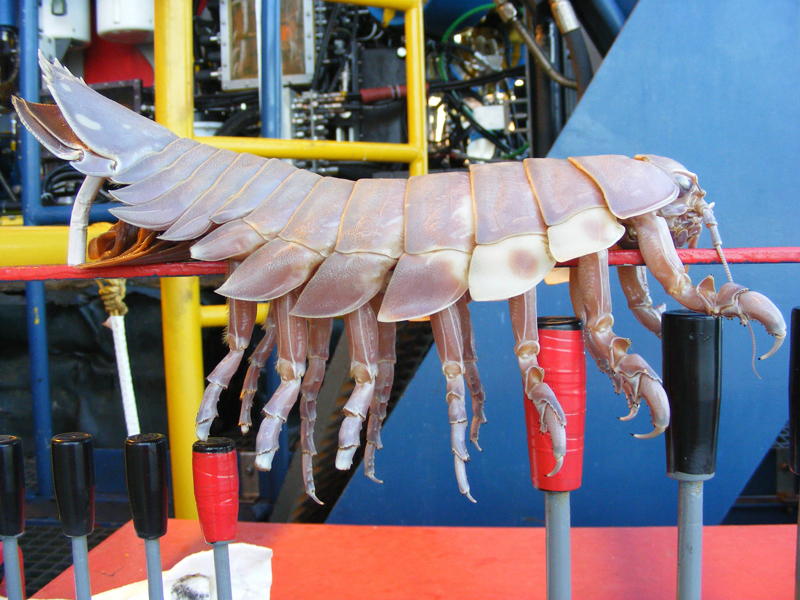 Ugliest Animals Giant Isopod Side