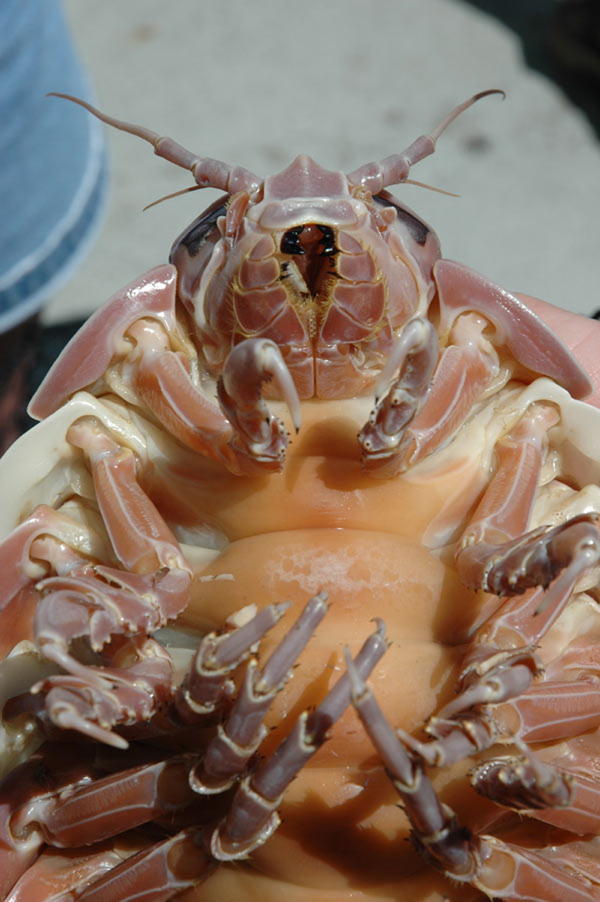 Ugliest Animals Giant Isopod Underside