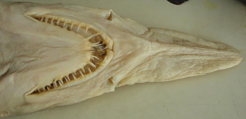 Ugliest Animals Goblin Shark Teeth