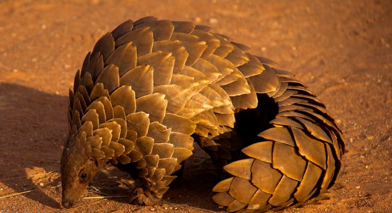 Ugliest Animals Pangolin Crawling