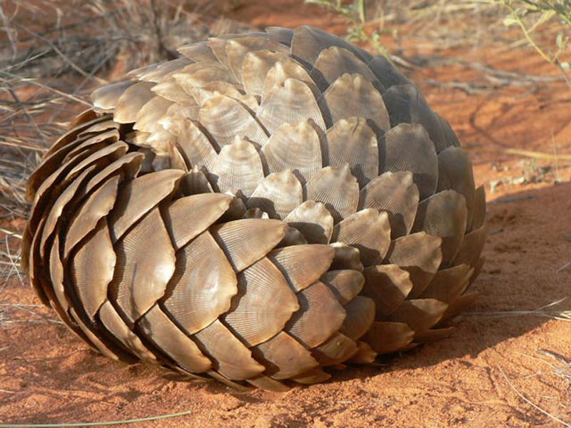 Ugliest Animals Pangolin Curled