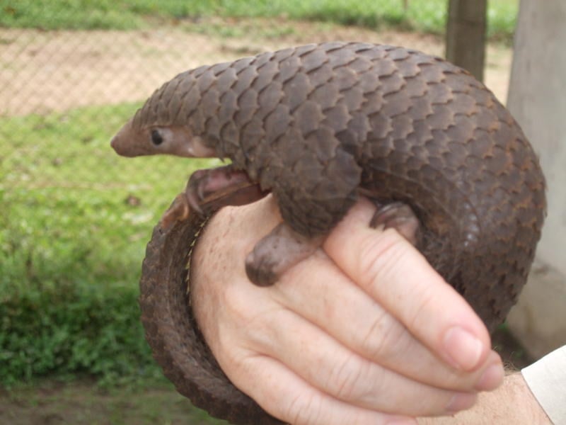 Ugliest Animals Pangolin