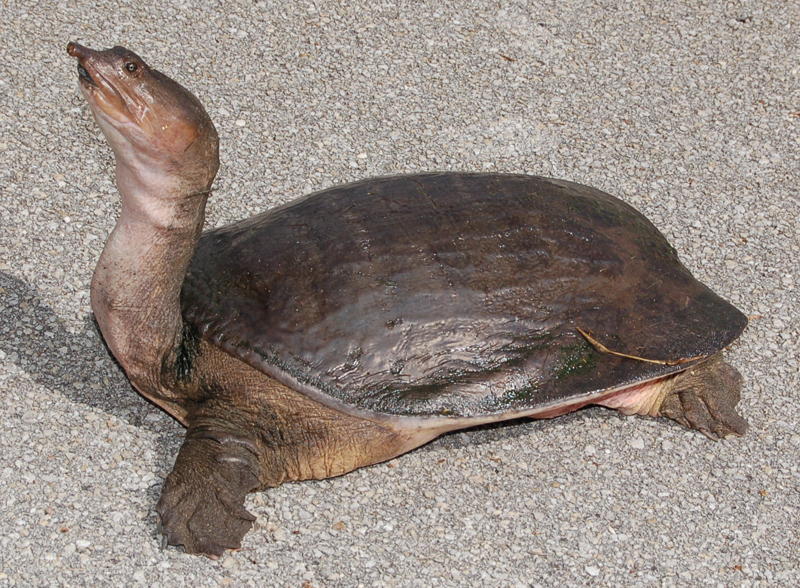 Ugliest Animals Soft Shelled Turtle Body
