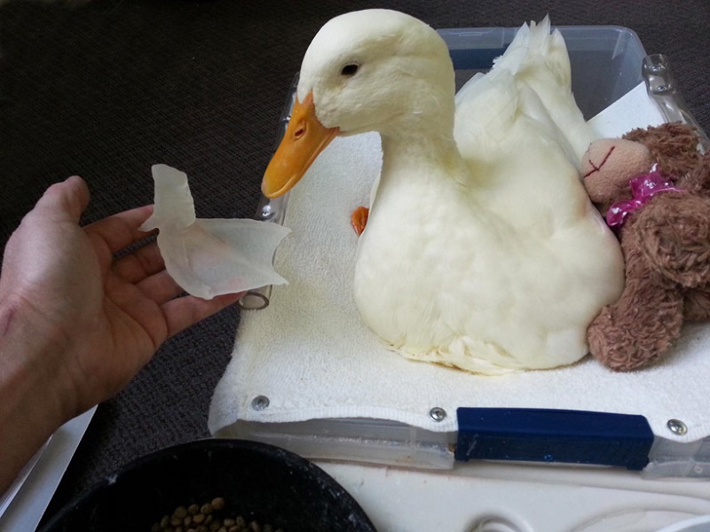 3D Printed Duck Foot